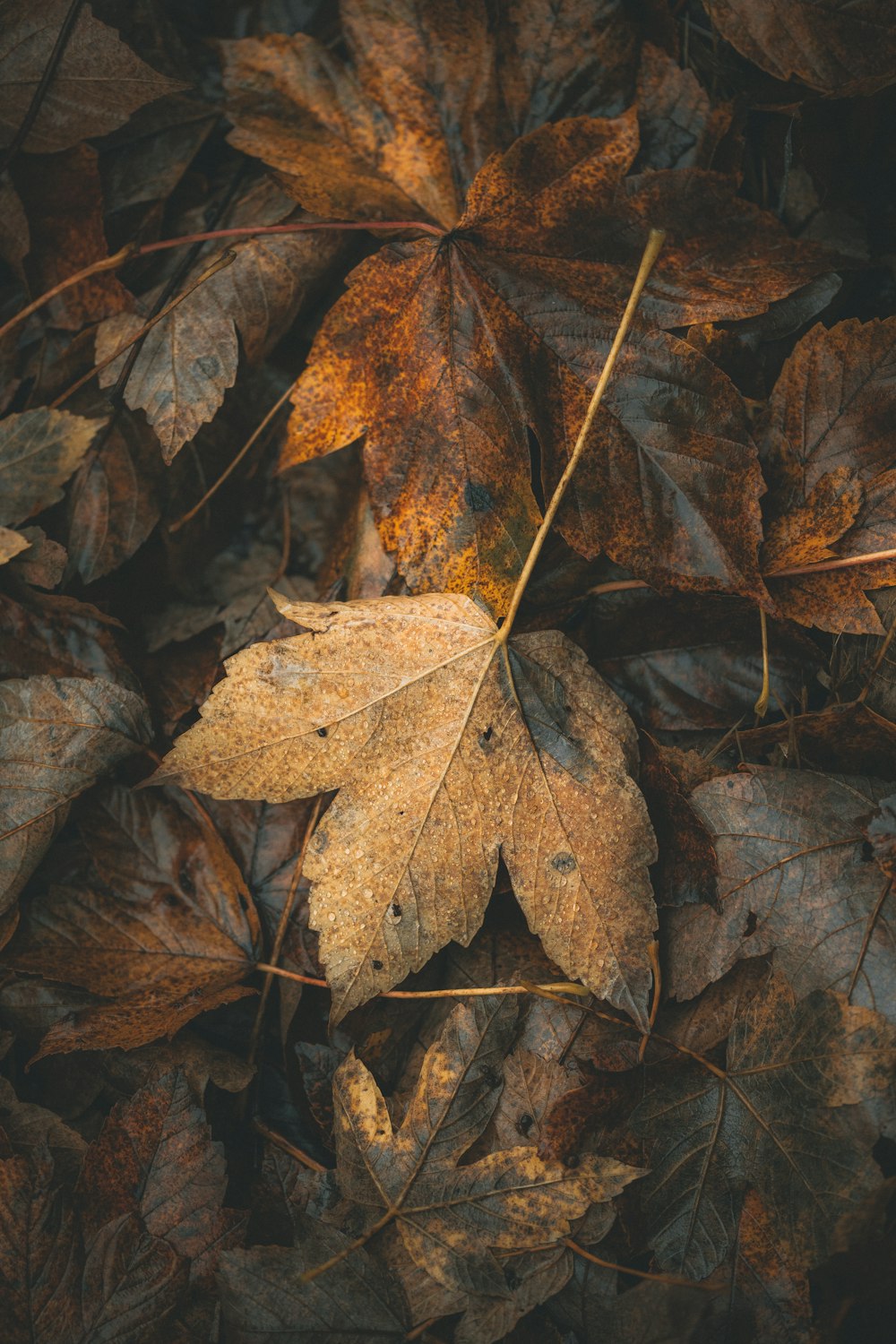 brown dried leaves on ground