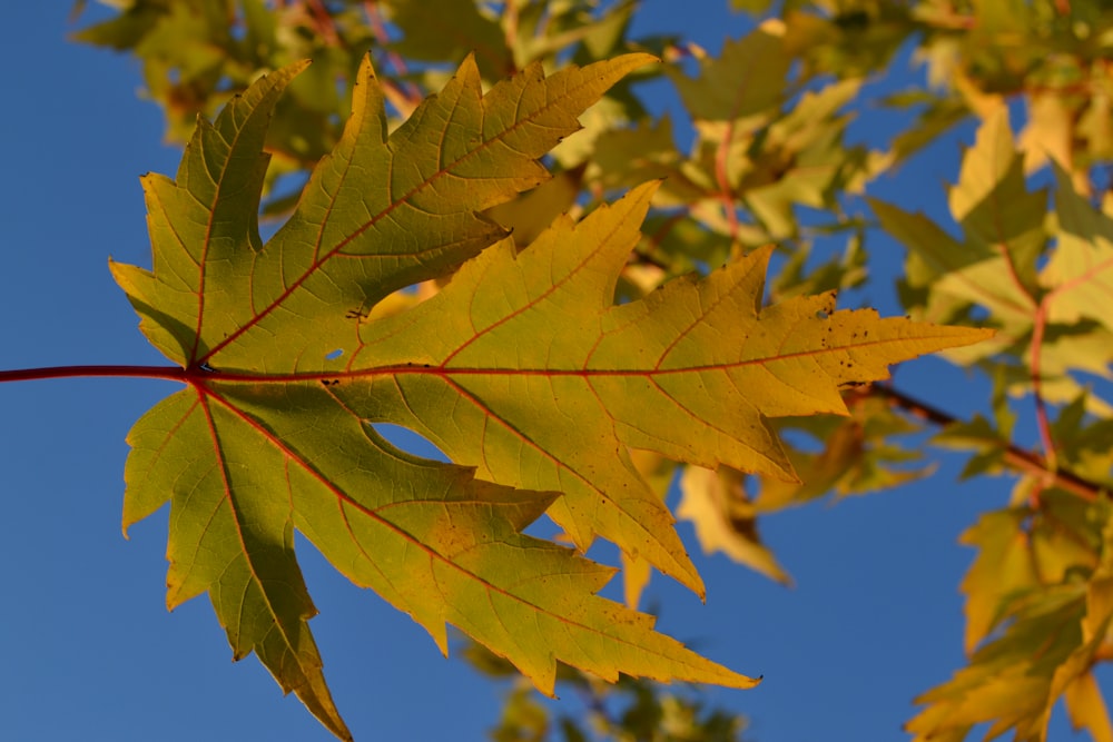 green and yellow maple leaf