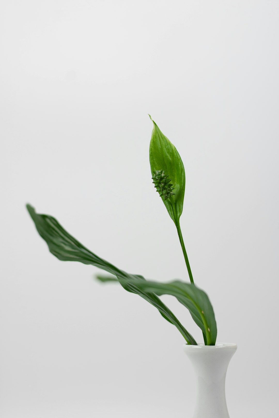 green leaf with white background