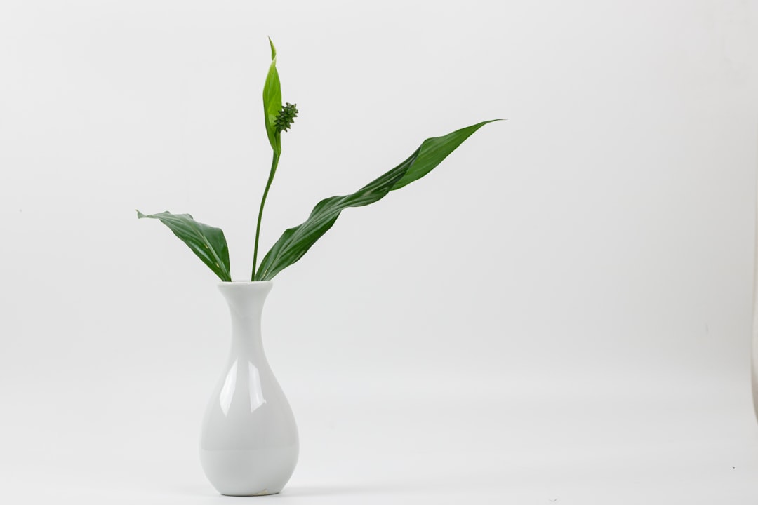 green plant on white ceramic vase