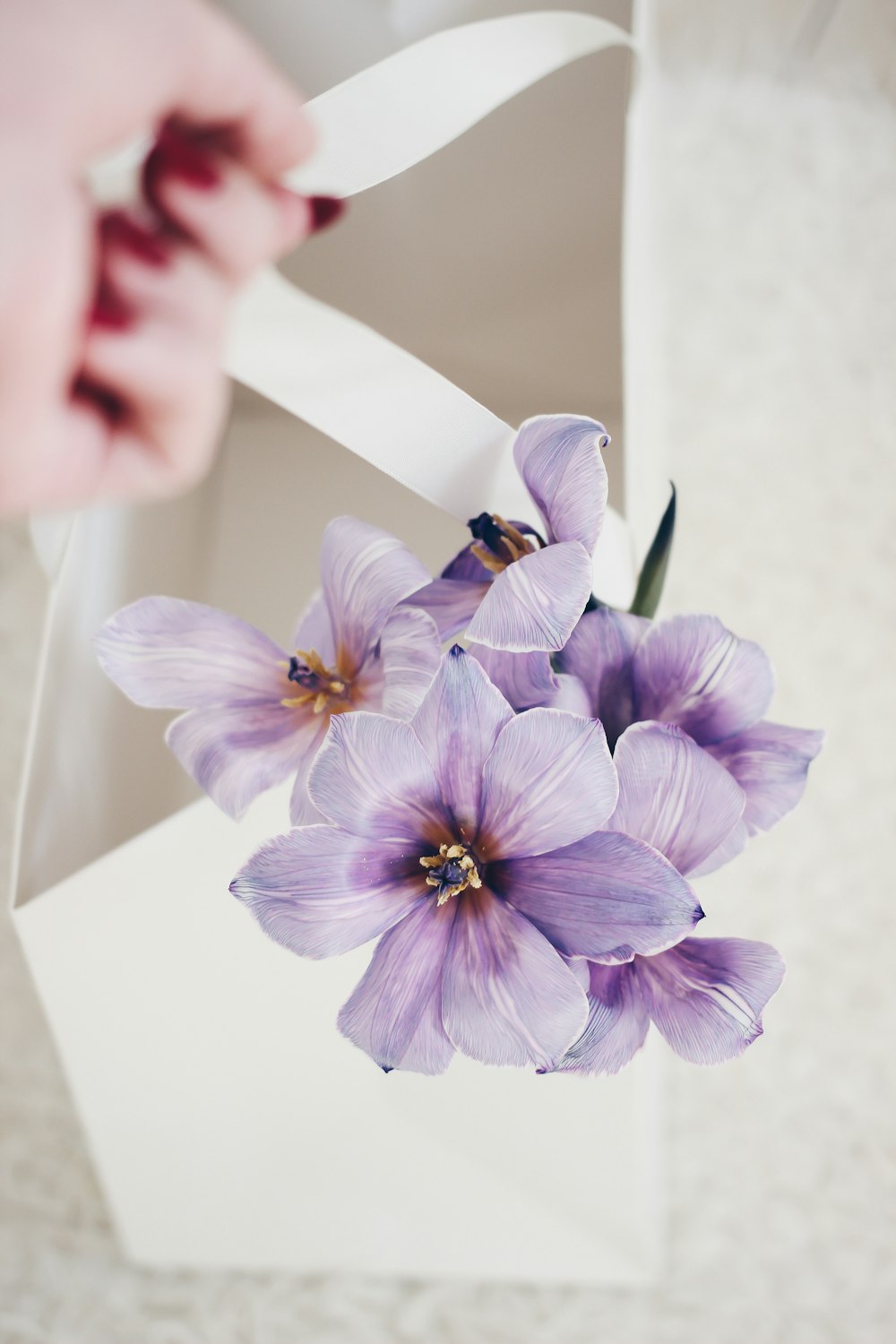 purple and white moth orchid in close up photography