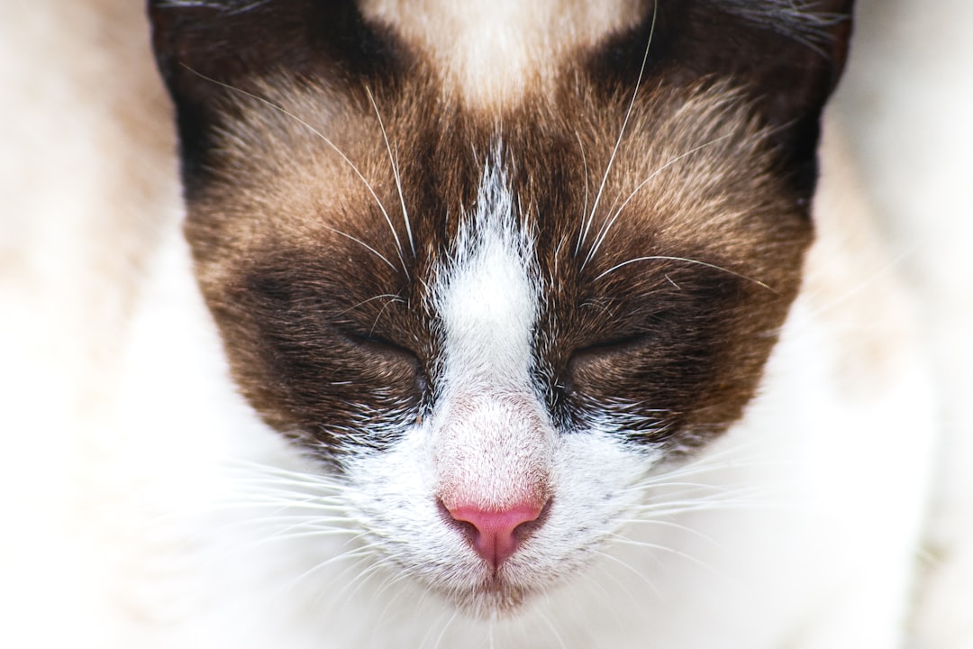 black and white cat with white eyes