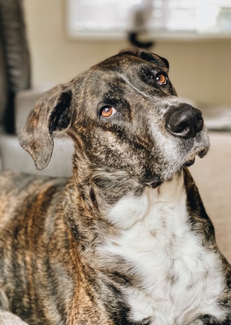 A large dog with a brindle coat and white markings on its chest and face looks attentively upward. Its ears are floppy, and it has expressive amber eyes. The background appears to be indoors, with soft, neutral tones.
