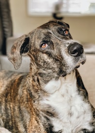 A large dog with a brindle coat and white markings on its chest and face looks attentively upward. Its ears are floppy, and it has expressive amber eyes. The background appears to be indoors, with soft, neutral tones.