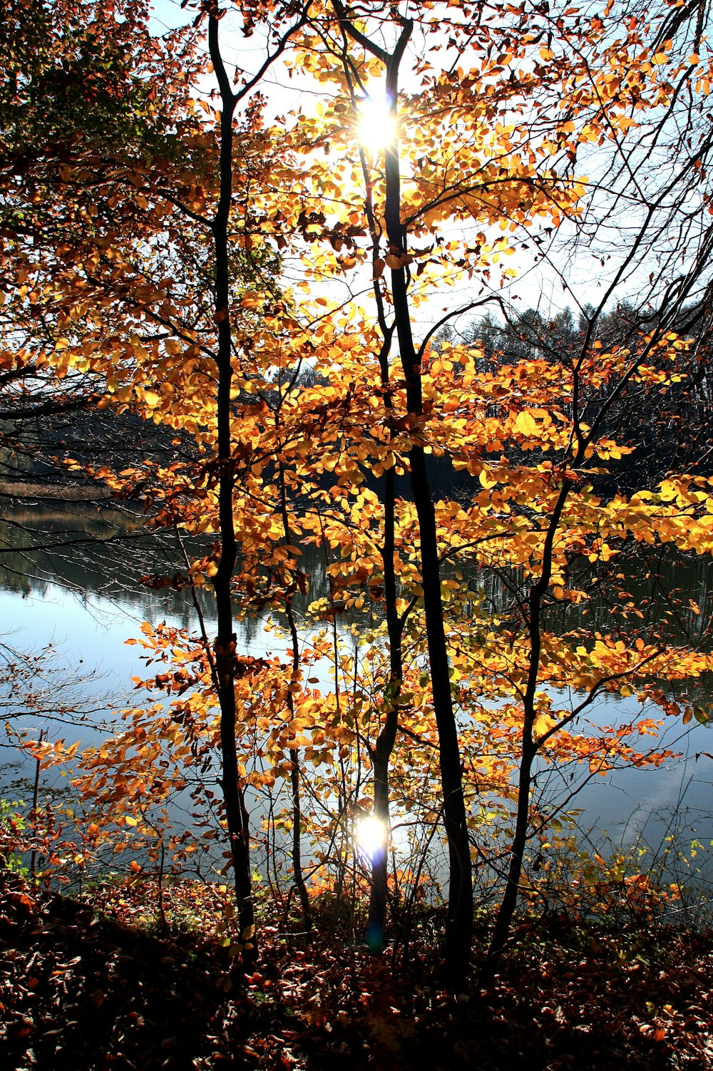 brown leaf trees near body of water during daytime