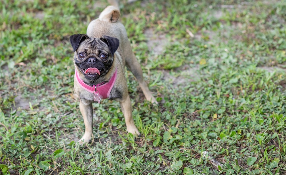fawn pug on green grass field during daytime
