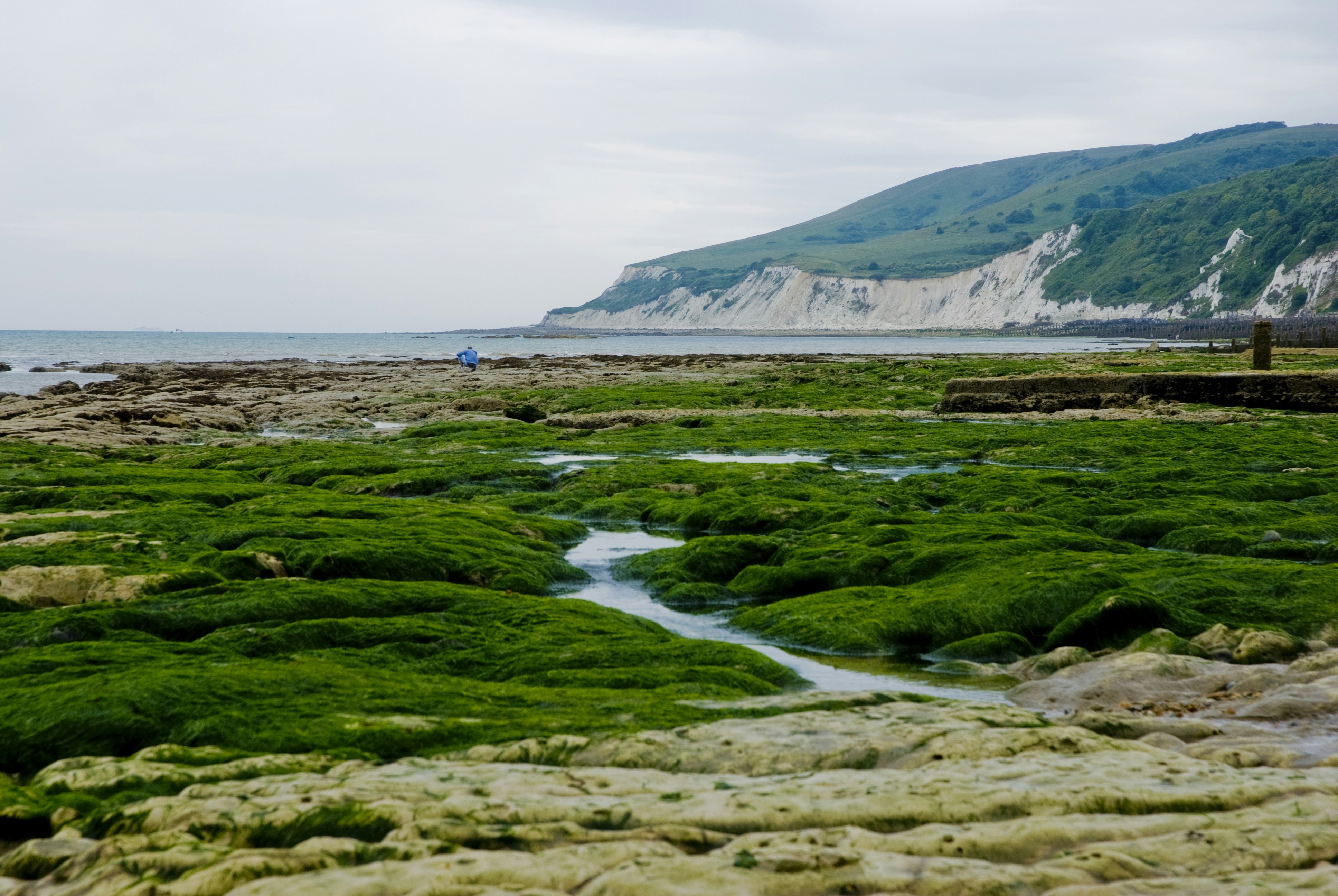 昼間の水域近くの緑の芝生