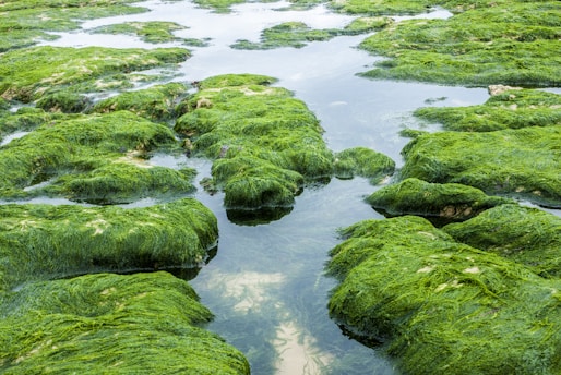 Lush green algae cover rocks near a water body, creating a natural and serene scene. The water reflects the greenery, suggesting a calm and peaceful environment.