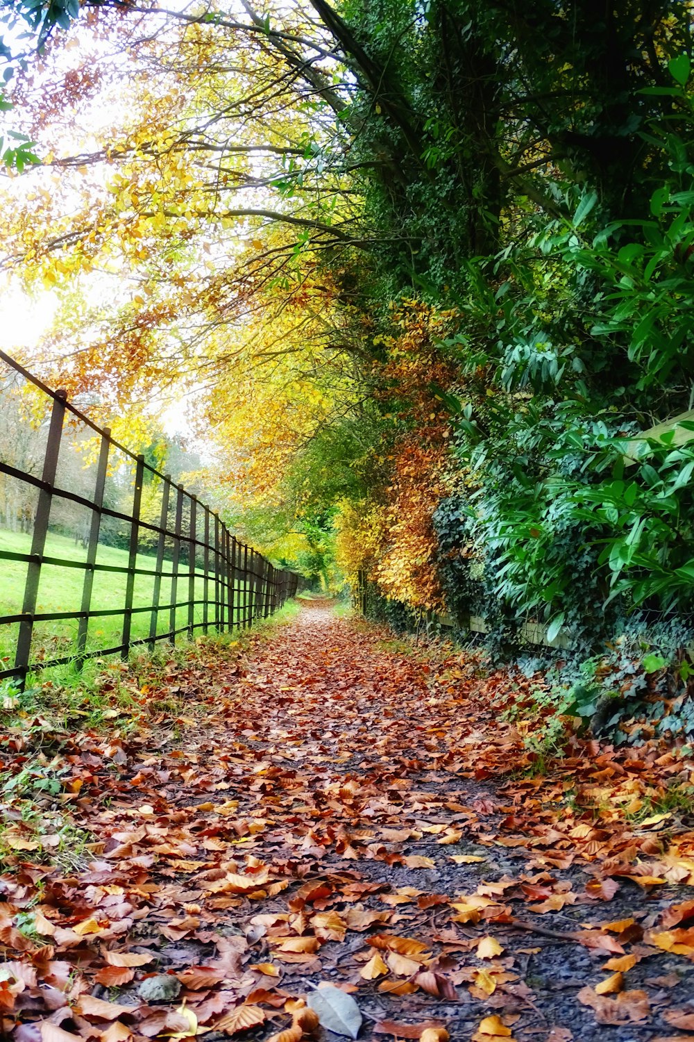 brown dried leaves on pathway