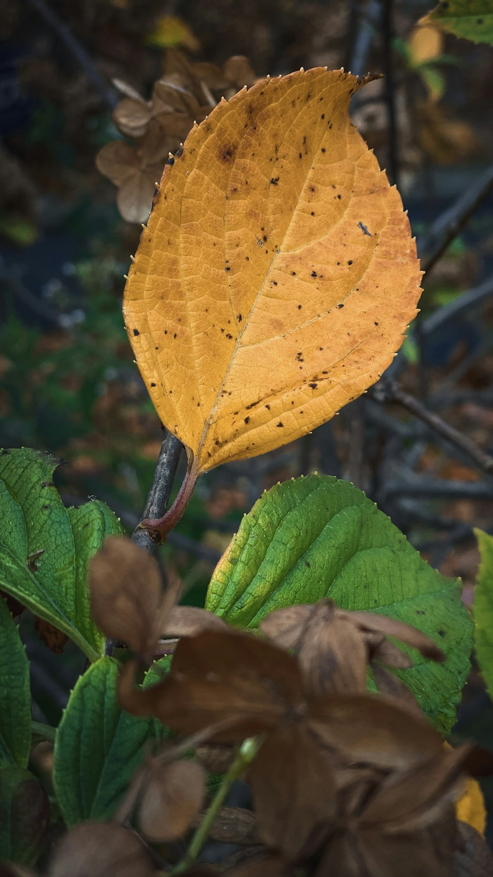 yellow leaf with water droplets