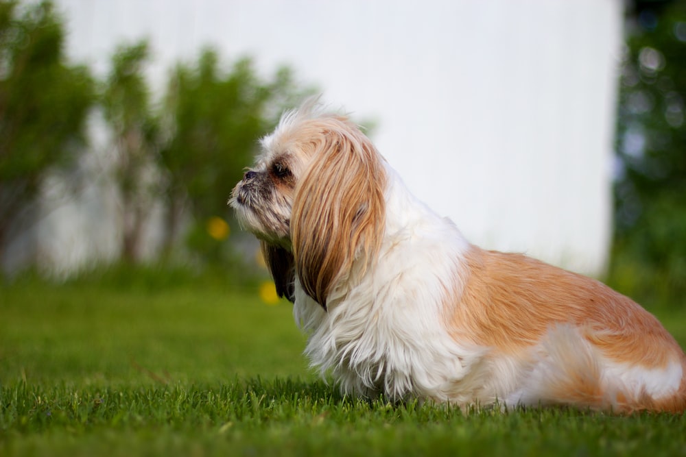white and brown shih tzu puppy on green grass field during daytime