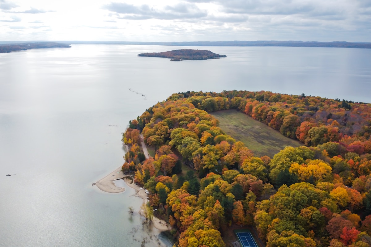 green and brown trees near body of water during daytime