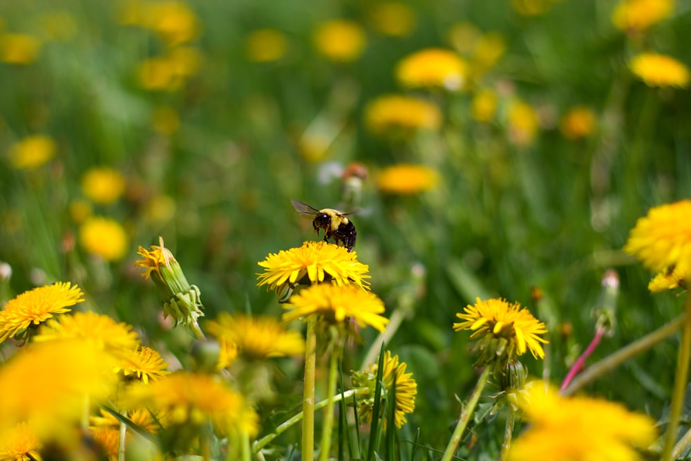 yellow and black bee on yellow flower during daytime