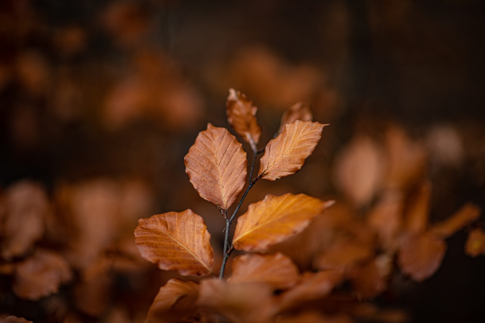 brown dried leaf in tilt shift lens