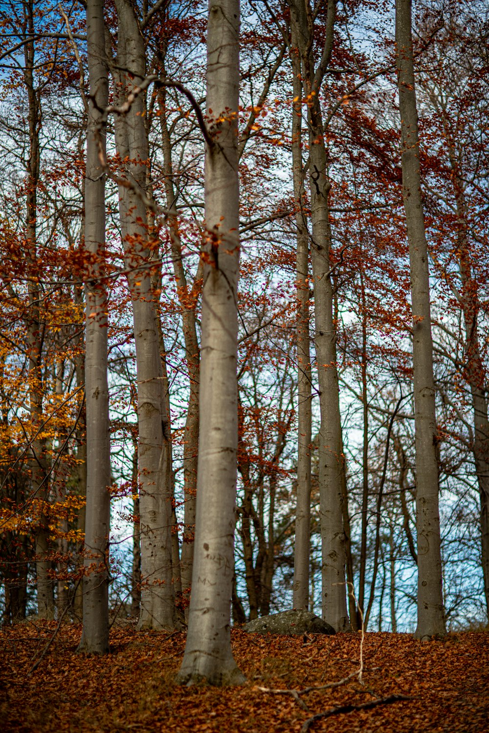 brown bare trees during daytime