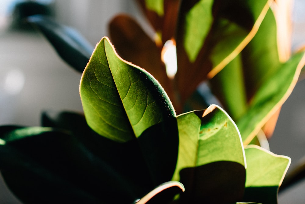 green leaves in tilt shift lens