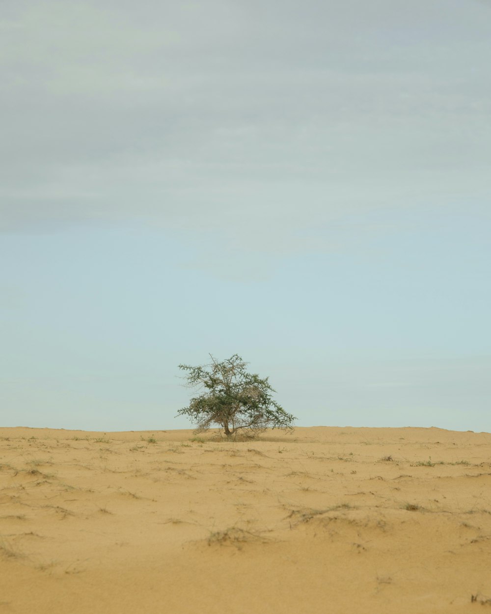 green tree on brown sand under white sky during daytime