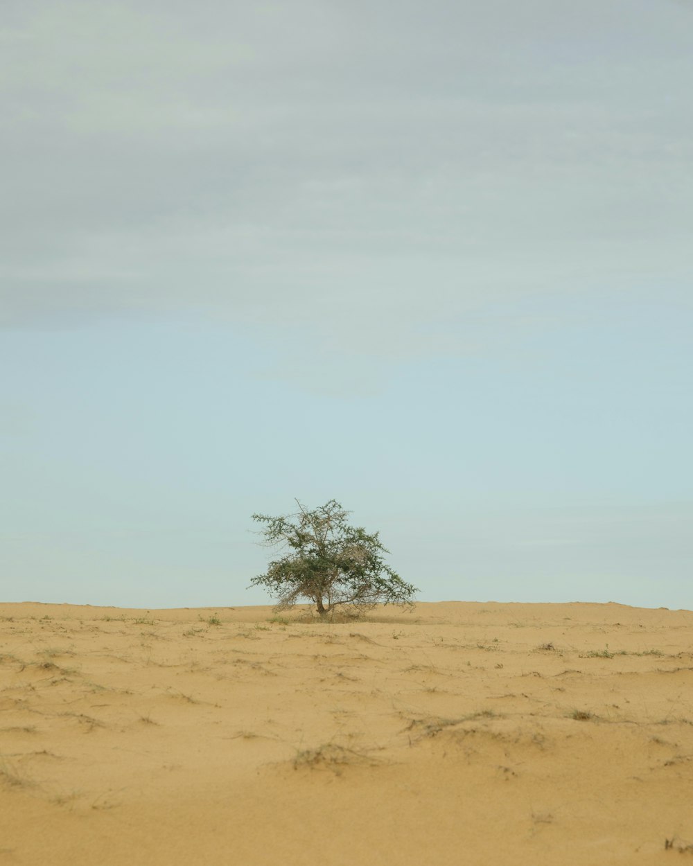 grüner Baum tagsüber auf braunem Sand unter weißem Himmel