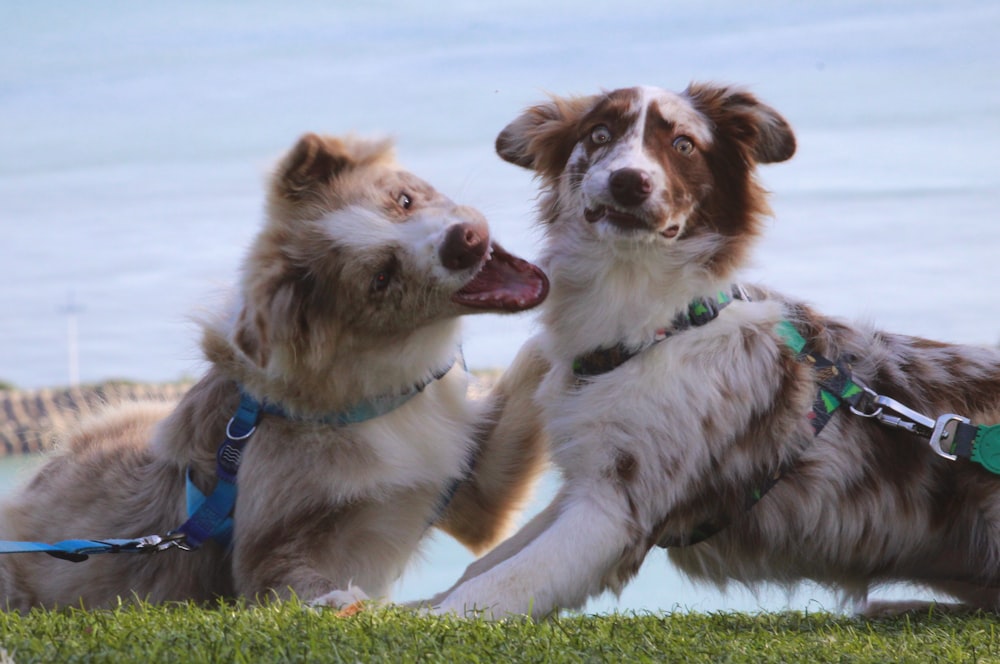 brown and white short coated dogs on green grass field during daytime