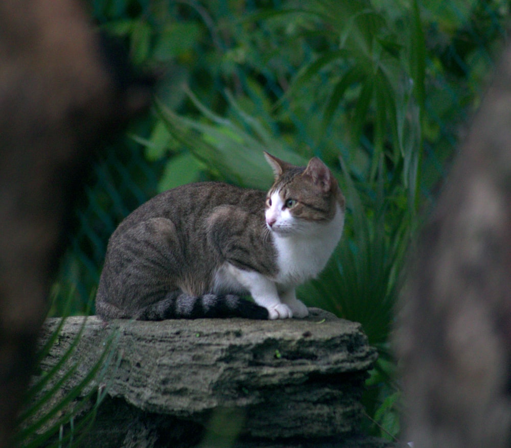 brown and white cat on tree trunk