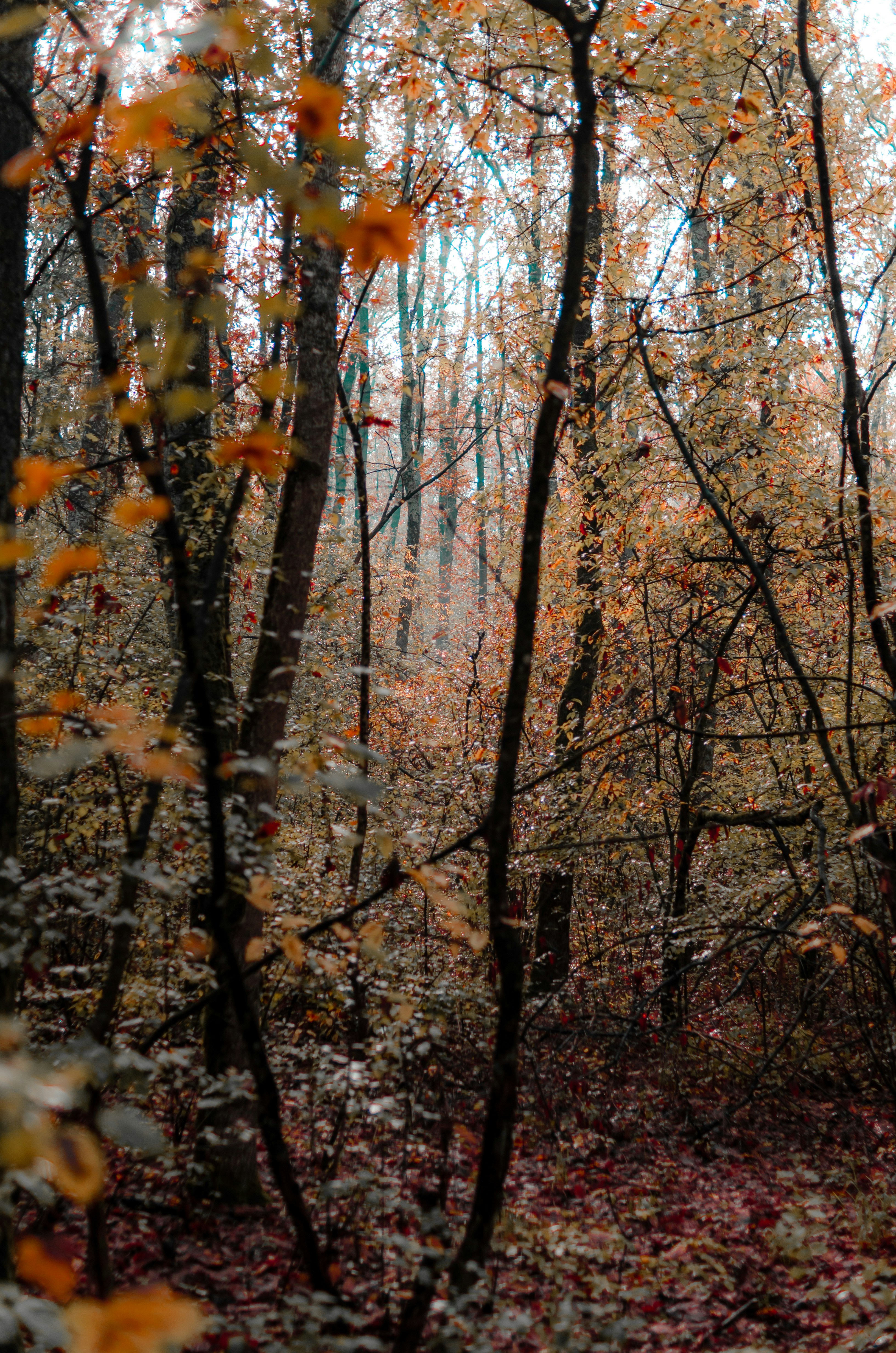 Photo by gamanalice3012