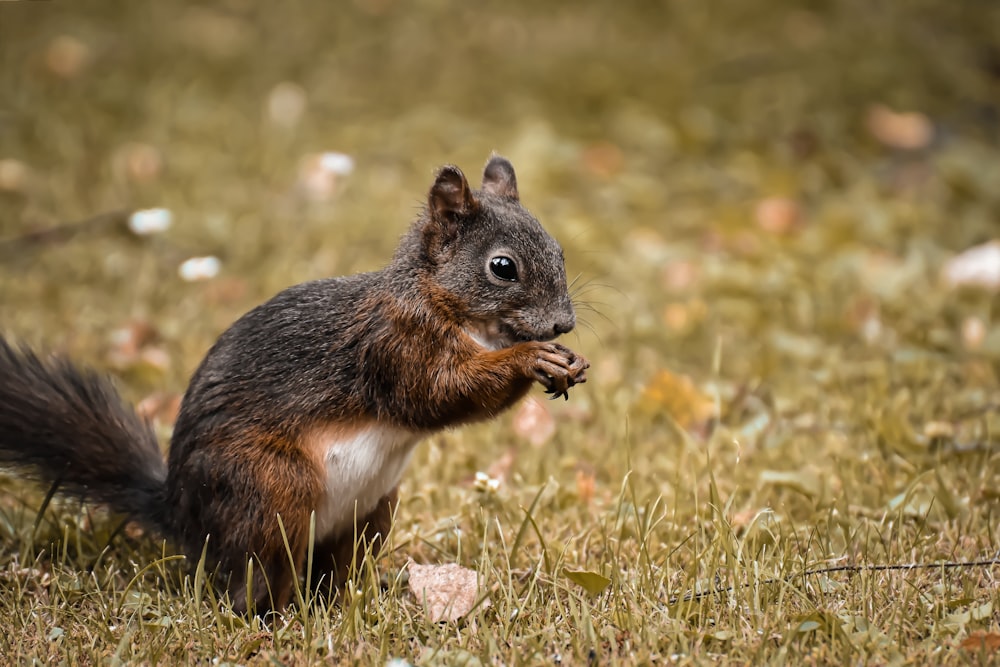 brown and white squirrel on green grass during daytime