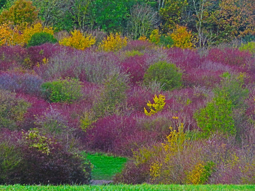 red and yellow flower field during daytime