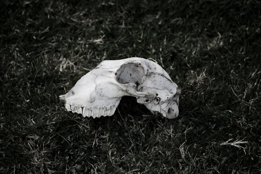 white animal skull on green grass