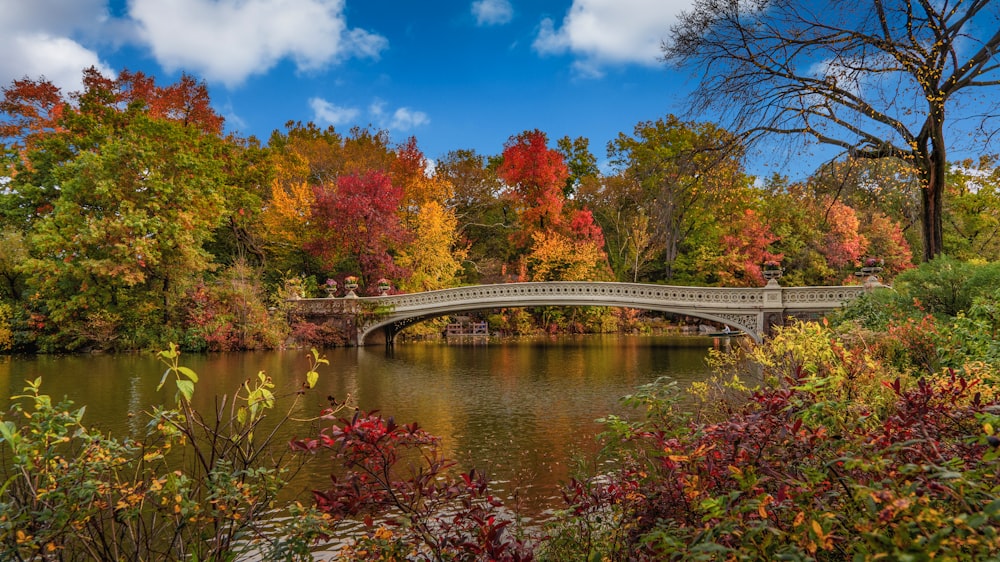 white bridge over river surrounded by trees