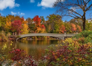 white bridge over river surrounded by trees