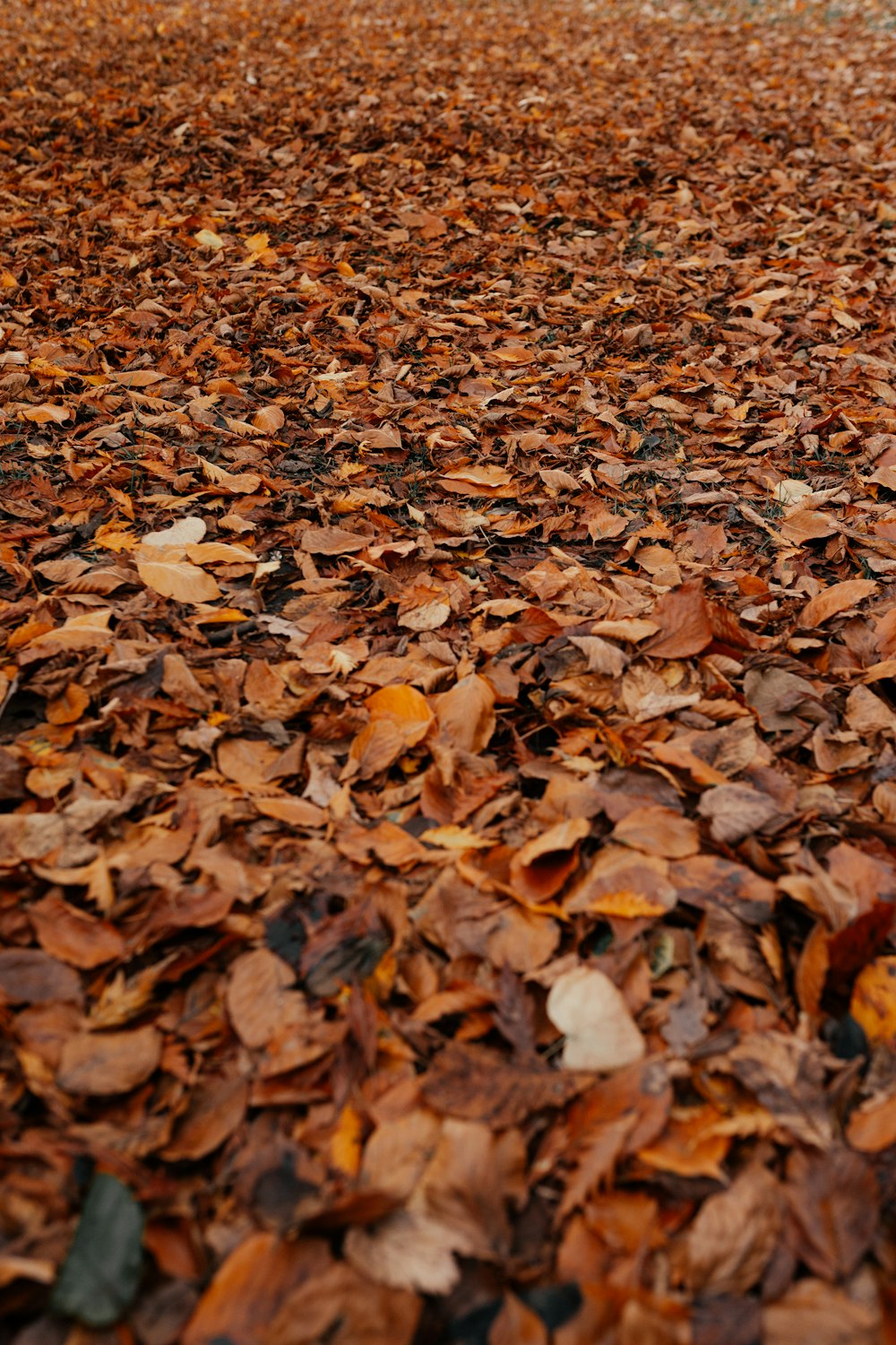 brown dried leaves on ground