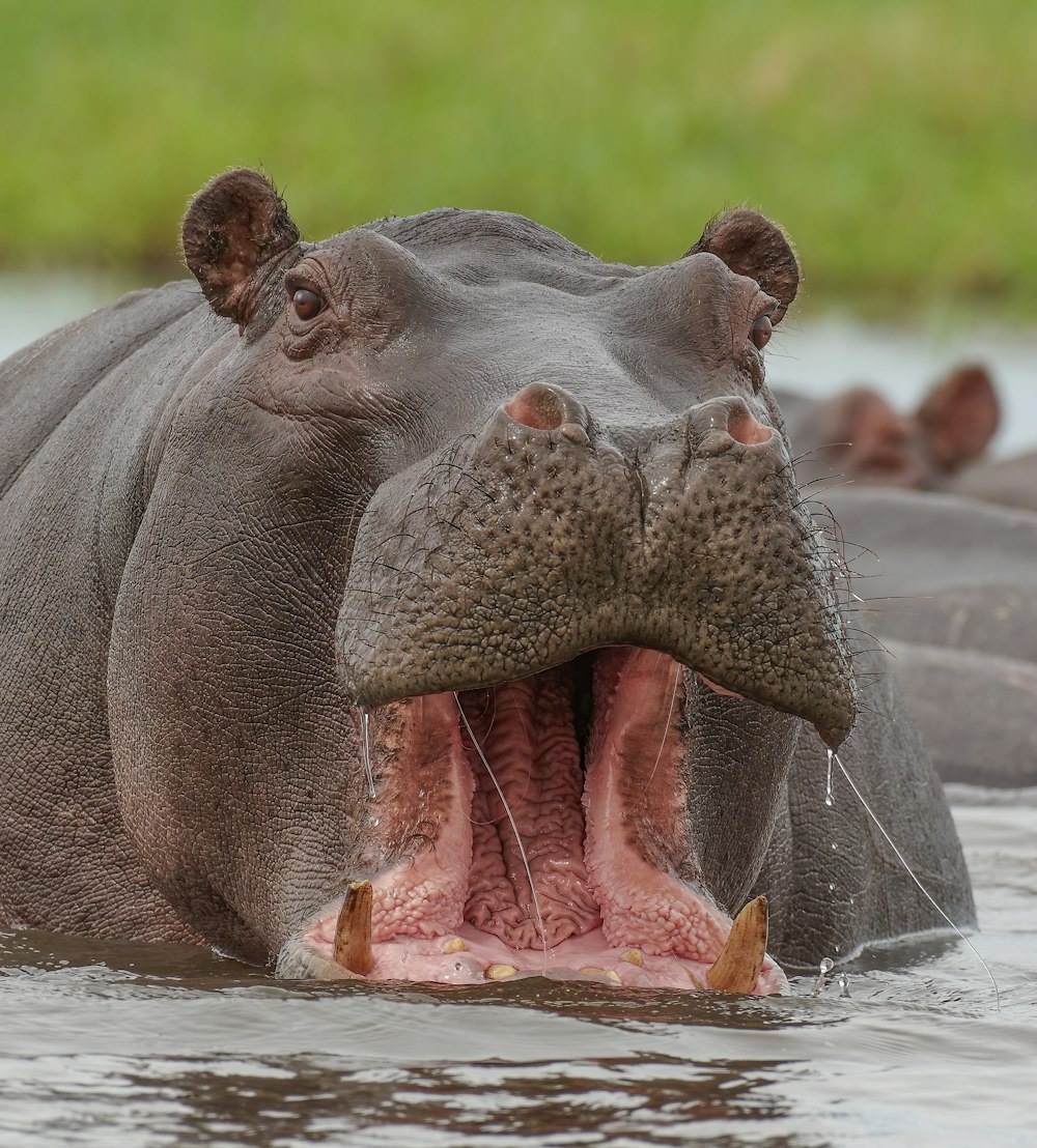 a hippopotamus with its mouth open in the water