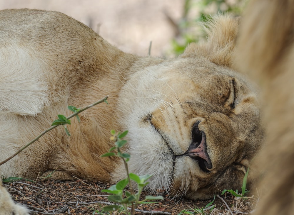 brown lion lying on ground during daytime