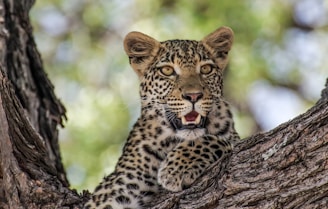 A close-up shot of a leopard resting on a tree branch in Rajaji National Park at golden hour.