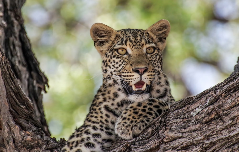 leopardo no ramo marrom da árvore durante o dia