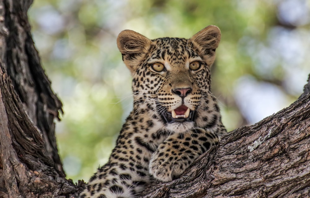 leopard on brown tree branch during daytime