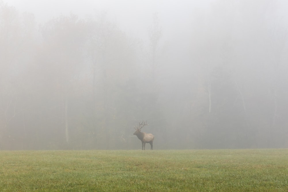 brown deer on green grass field covered with fog