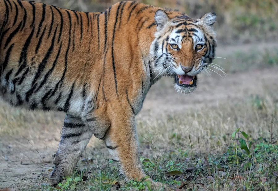 Corbett, Uttarakhand