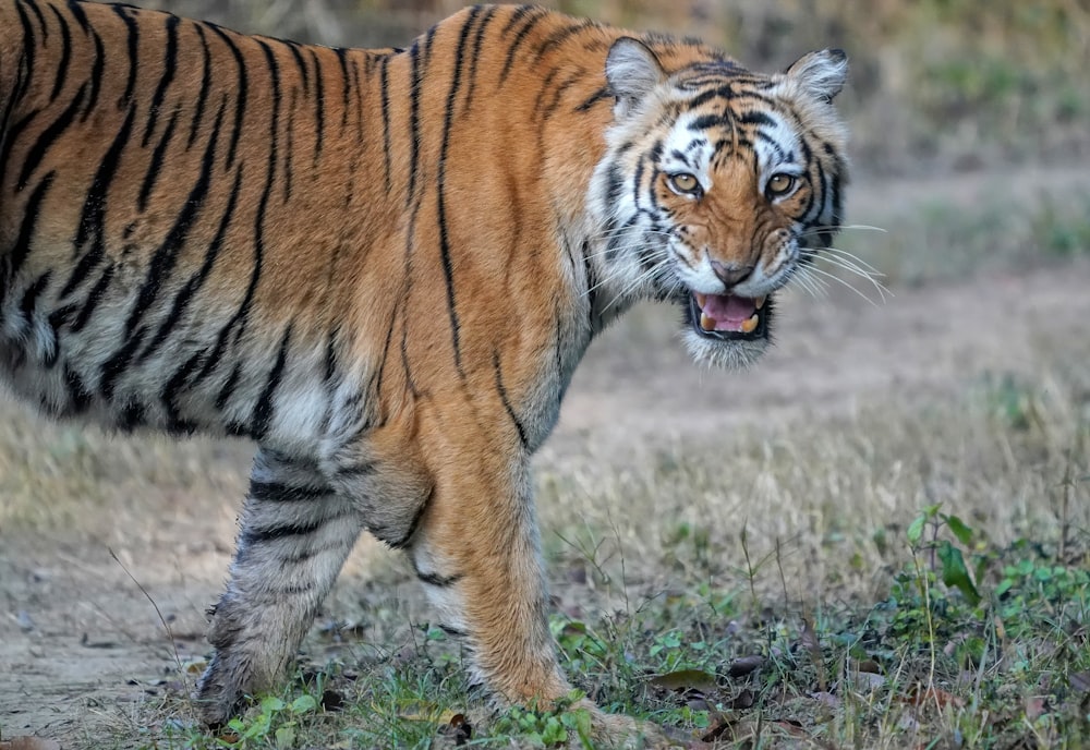 tiger walking on green grass during daytime