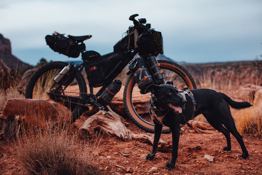 Chien noir à poil court de taille moyenne sur un terrain d’herbe brune pendant la journée