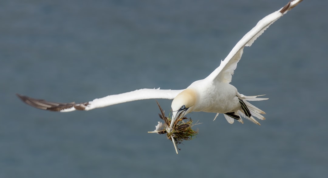 white bird flying over brown plant