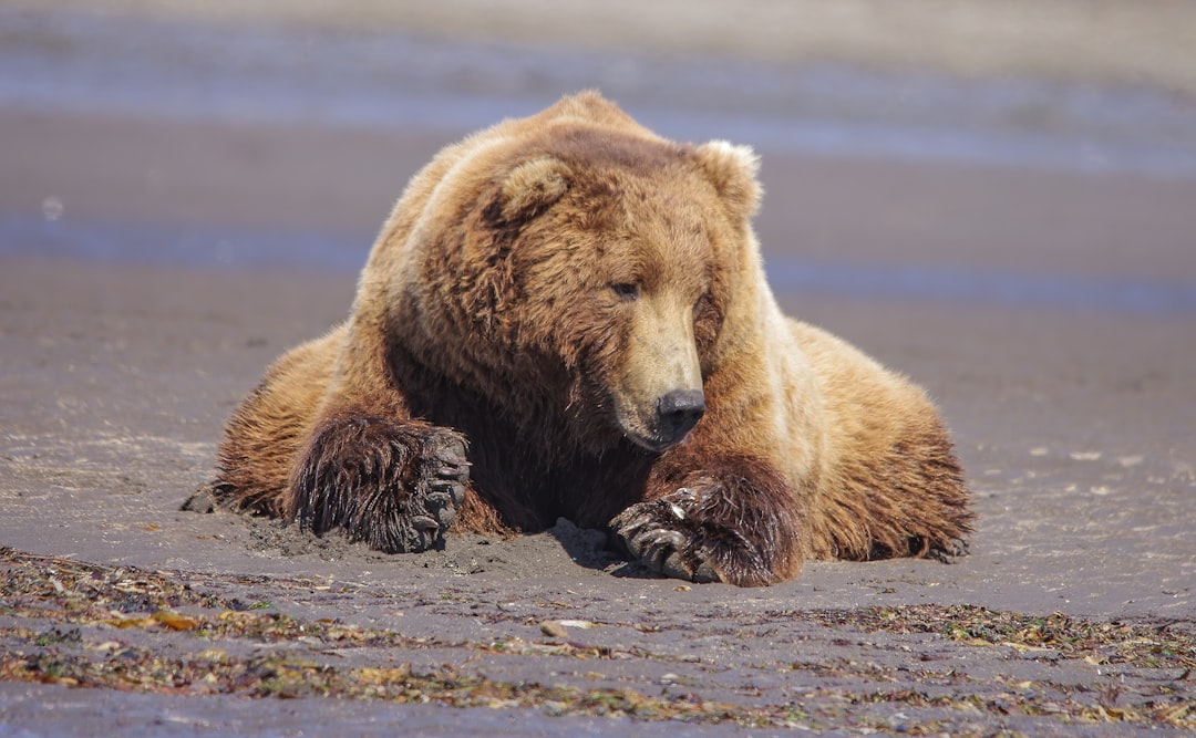Discover the Perfect Month for Alaska Bear Viewing Tours and Maximize Your Trip