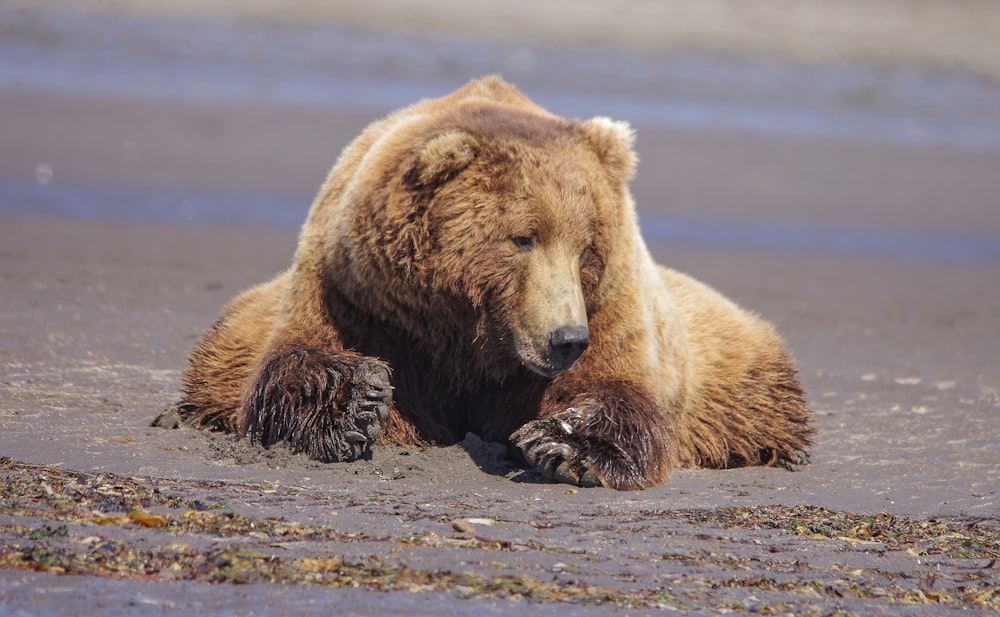 brown bear on body of water during daytime