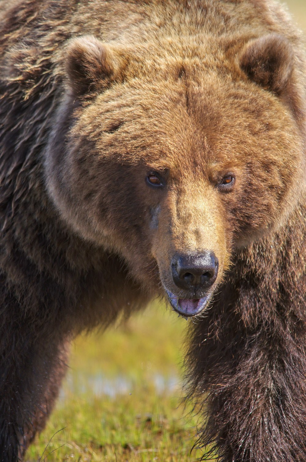 brown bear on green grass during daytime