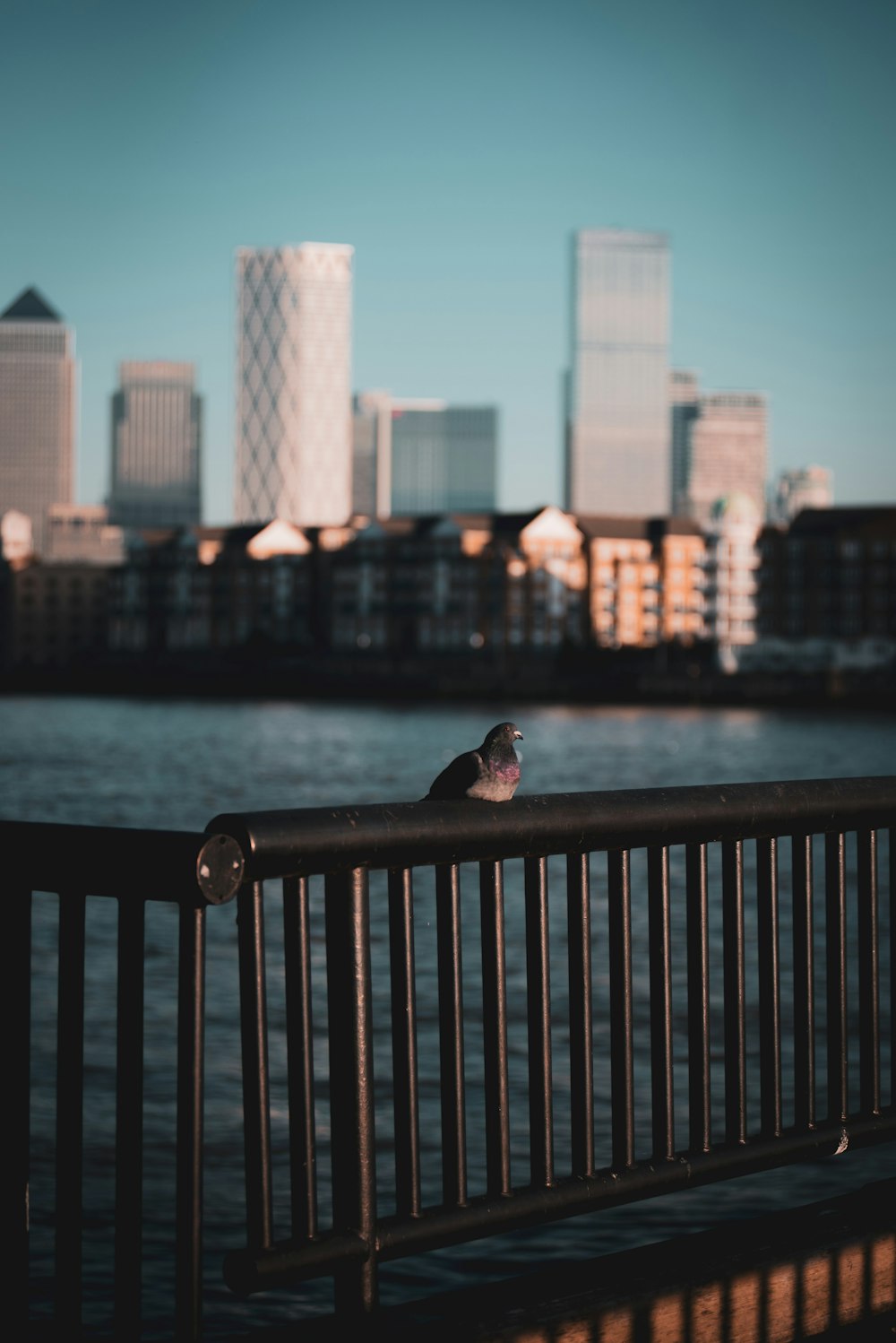 Pato blanco y negro en barandillas de metal negro cerca del cuerpo de agua durante el día