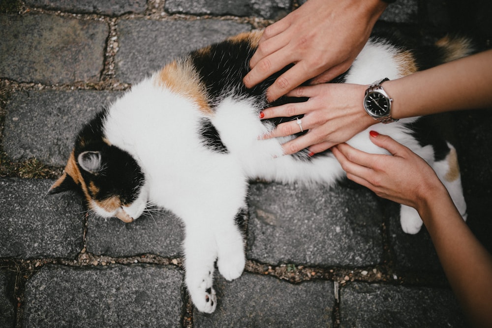 person holding white black and brown cat
