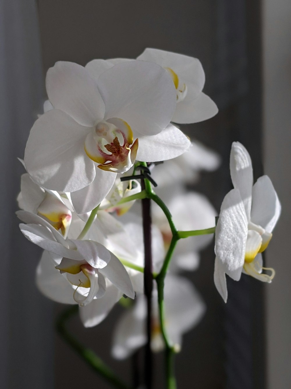 white moth orchids in bloom during daytime