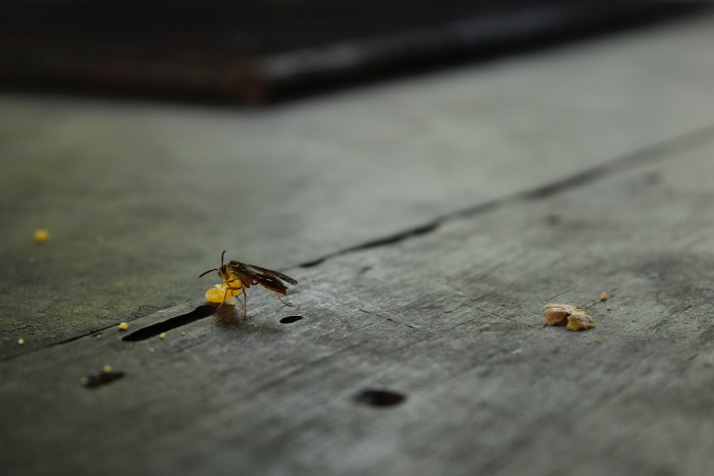 brown and black bee on gray wooden plank