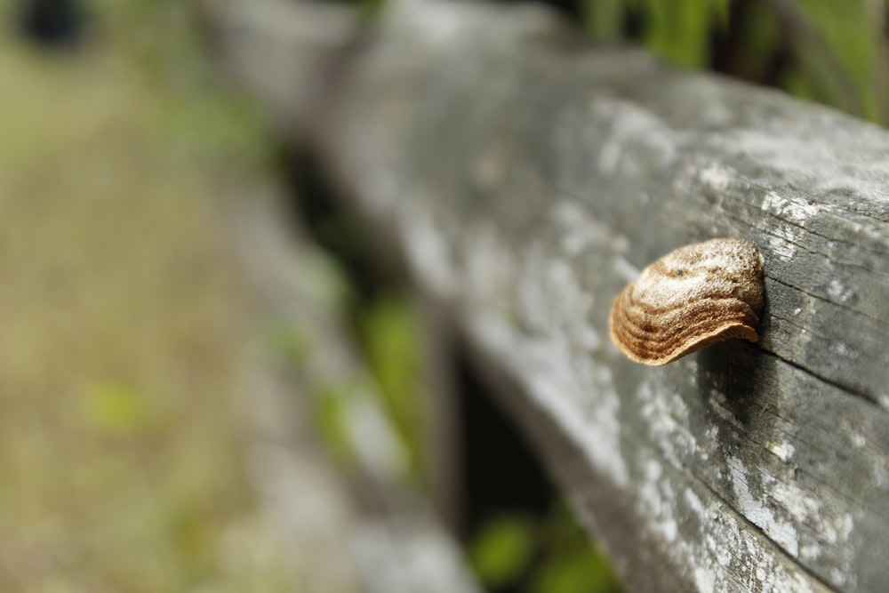 brown and white snail on gray tree trunk