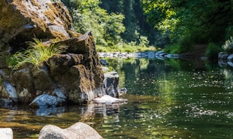 green trees beside river during daytime